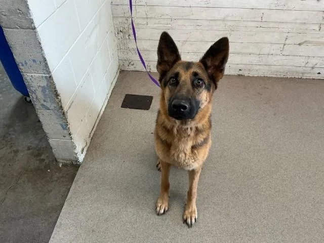 A young large-sized female German Shepherd Dog dog named Bambi for adoption in San Bernardino, CA