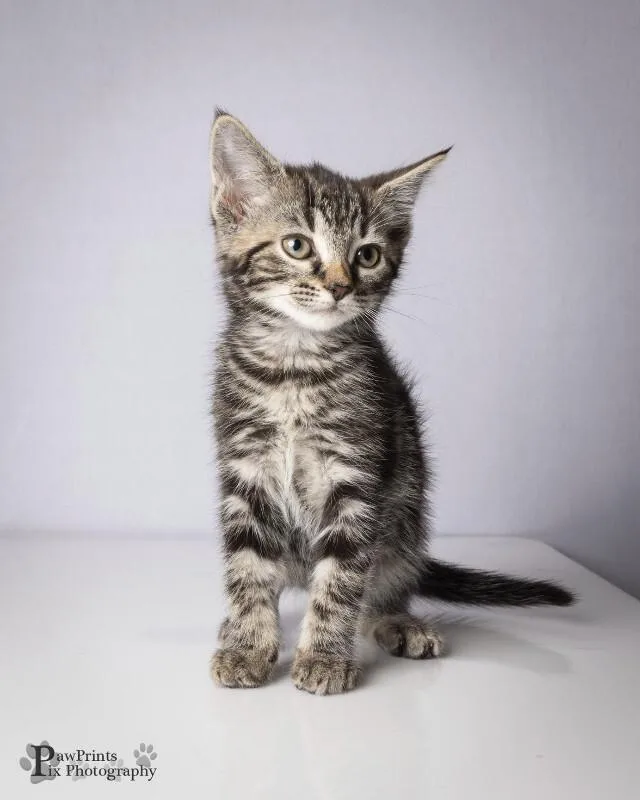 A young medium-sized female Tabby (Tiger Striped) Domestic Short Hair cat named Jazzy for adoption in Maryville, TN