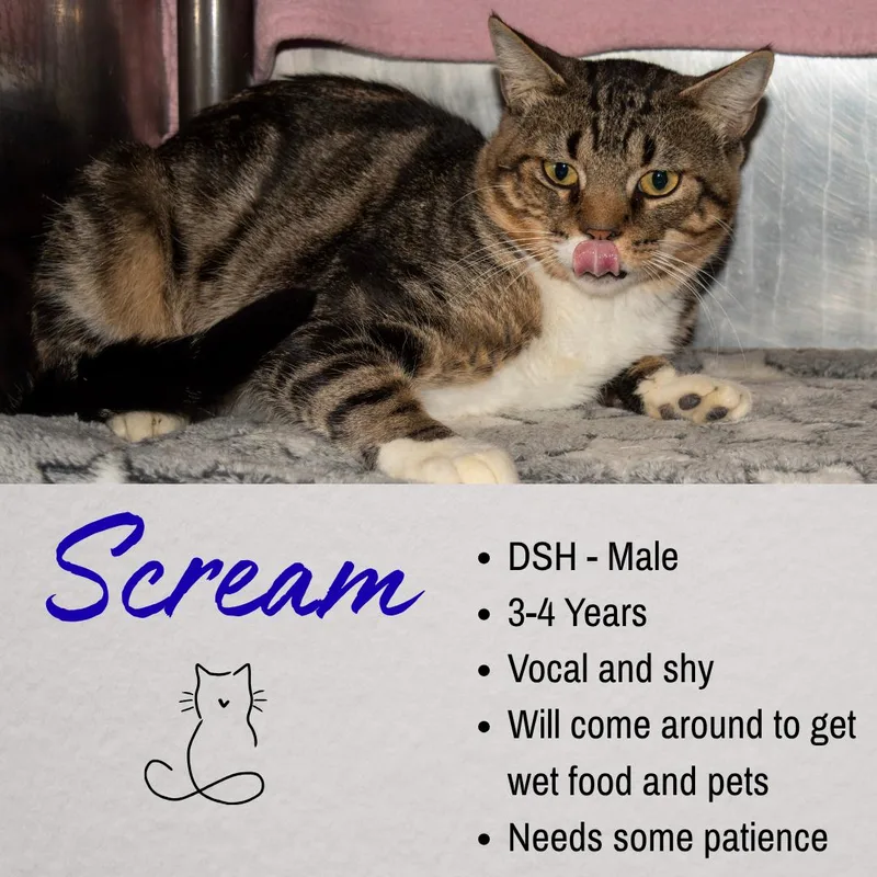 An adult medium-sized male Tabby (Brown / Chocolate) Domestic Short Hair cat named Scream for adoption in Junction City, KS