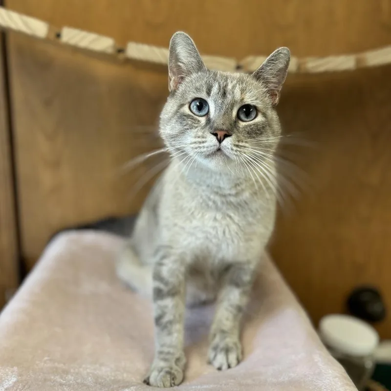 An adult medium-sized female Domestic Short Hair cat named Yasmine for adoption in Fargo, ND