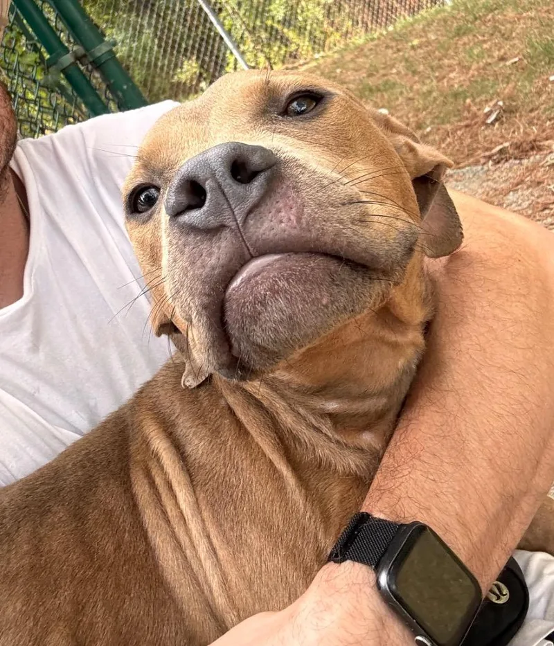 A baby medium-sized male Pit Bull Terrier dog named Taco for adoption in Little Rock, AR
