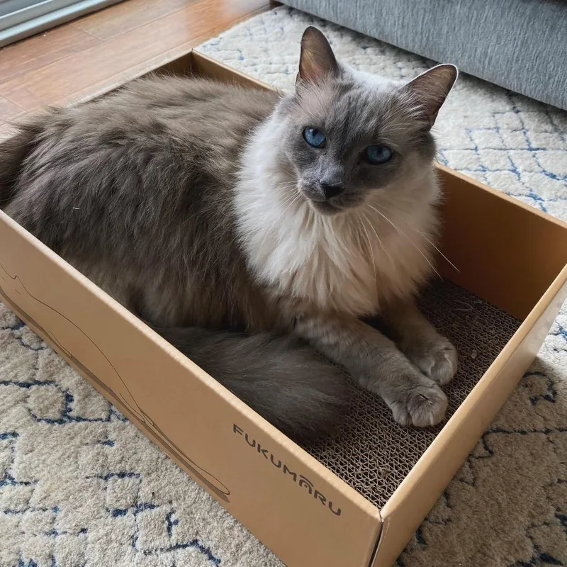 A senior extra large-sized male Lilac Point Siamese cat named Griffin for adoption in Durham, NC