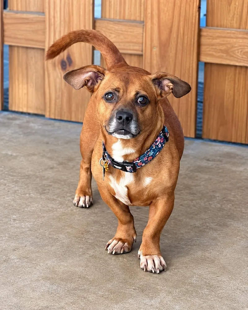 An adult small-sized female Red / Chestnut / Orange Dachshund dog named Lulu for adoption in East Point, GA