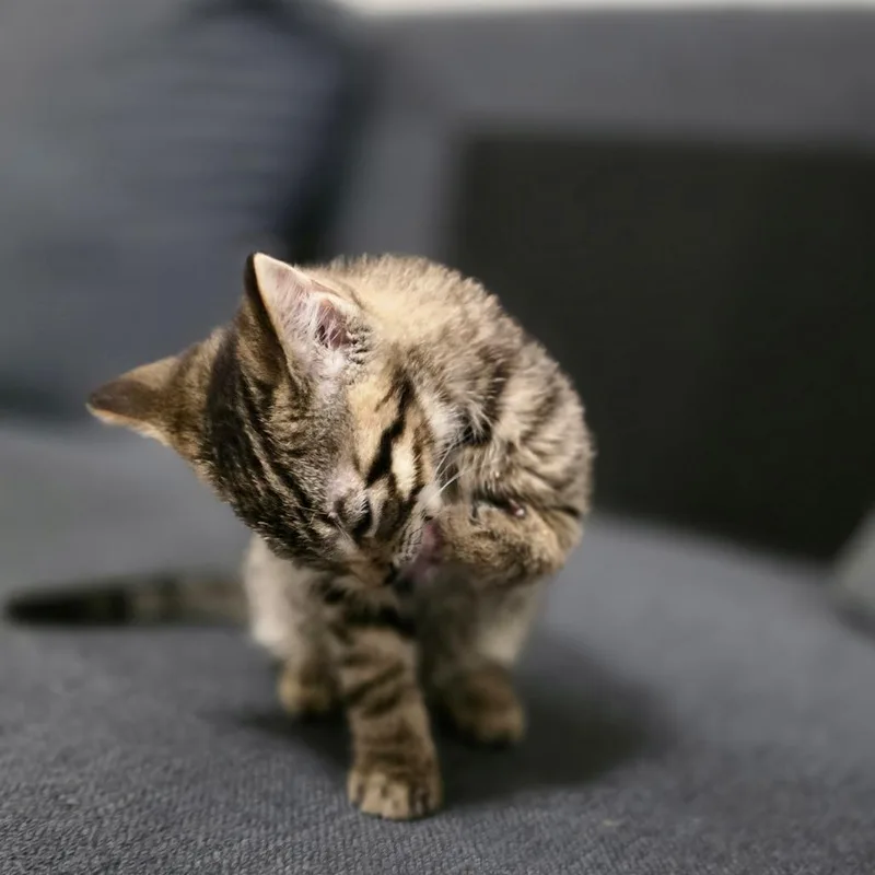 A baby small-sized male Brown / Chocolate Domestic Short Hair cat named Phineas for adoption in Durham, NC
