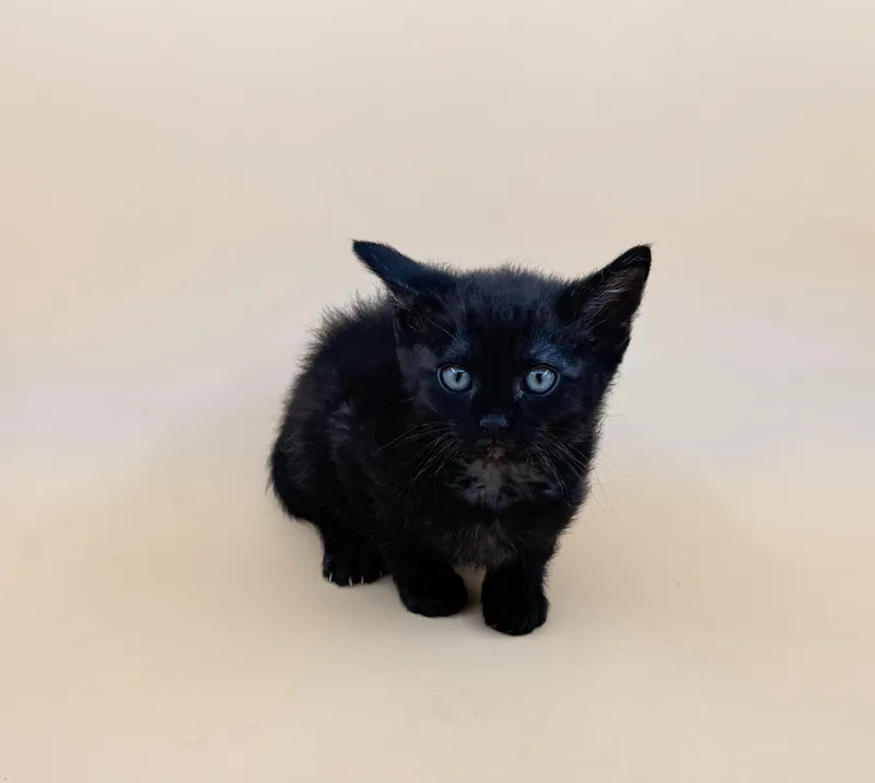 A baby medium-sized male Domestic Short Hair cat named Dano for adoption in Dahlonega, GA