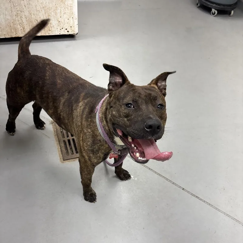 An adult large-sized male Brindle Mixed Breed dog named Straysherwoodavenue for adoption in Columbus, GA