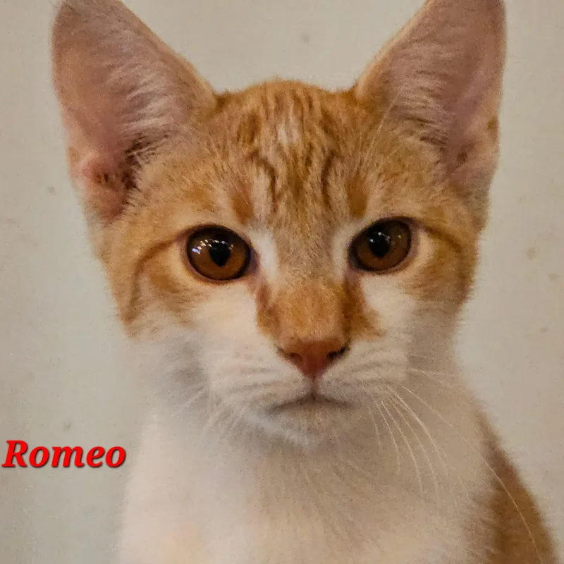 Romeo thumbnail 4