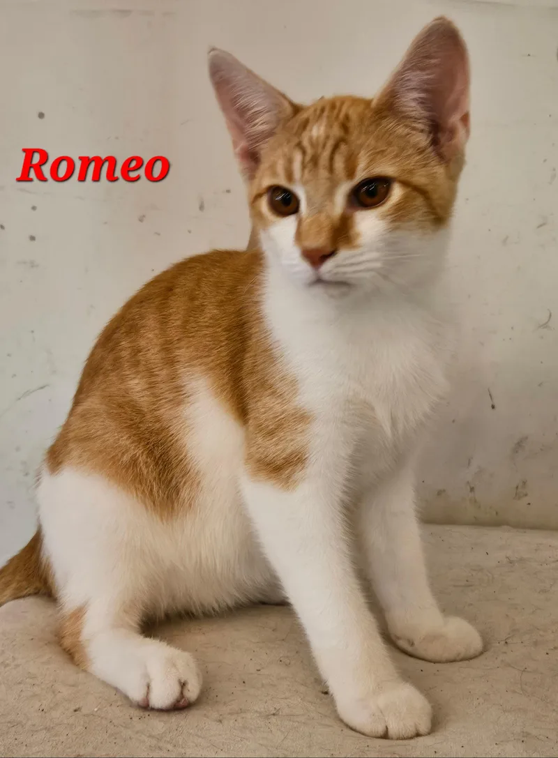 Romeo thumbnail 5