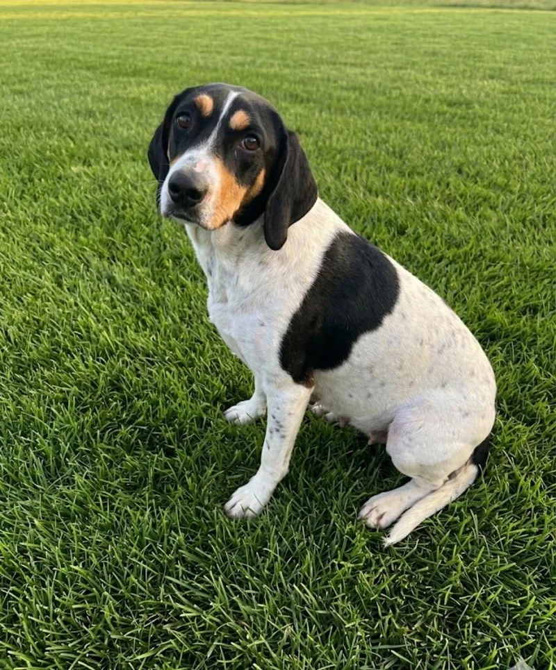 A young medium-sized female Hound dog named Lily for adoption in Wabash, IN