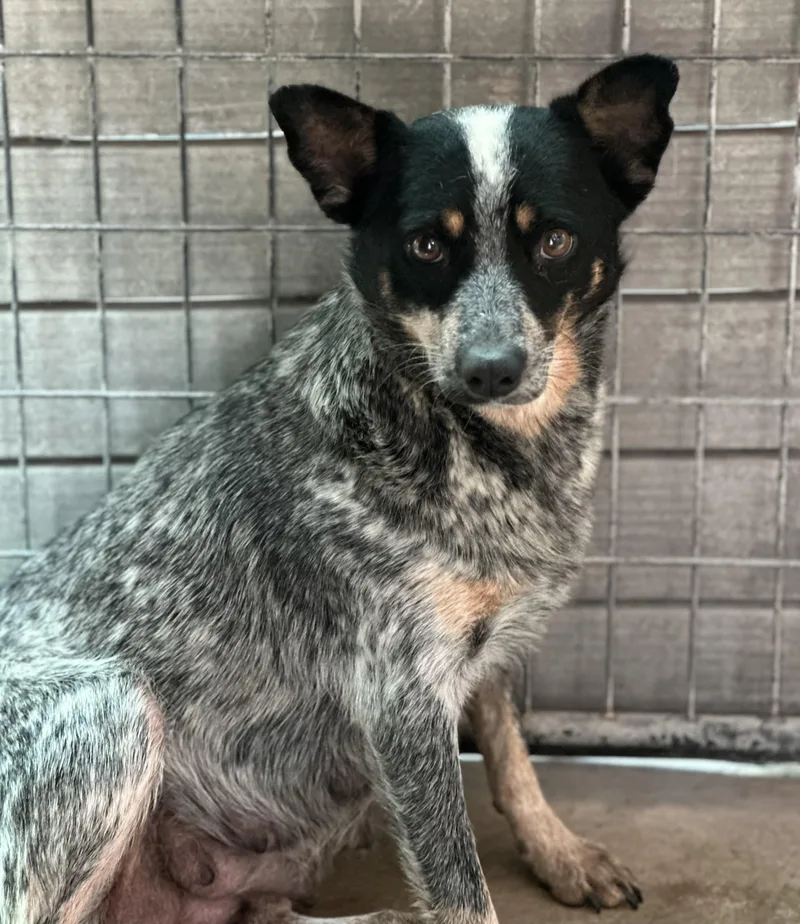 A baby medium-sized female Australian Cattle Dog / Blue Heeler dog named Swag for adoption in Van Nuys, CA