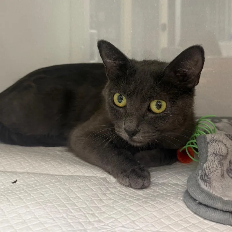A young medium-sized female Gray / Blue / Silver Domestic Short Hair cat named Pearl for adoption in Sunnyvale, CA