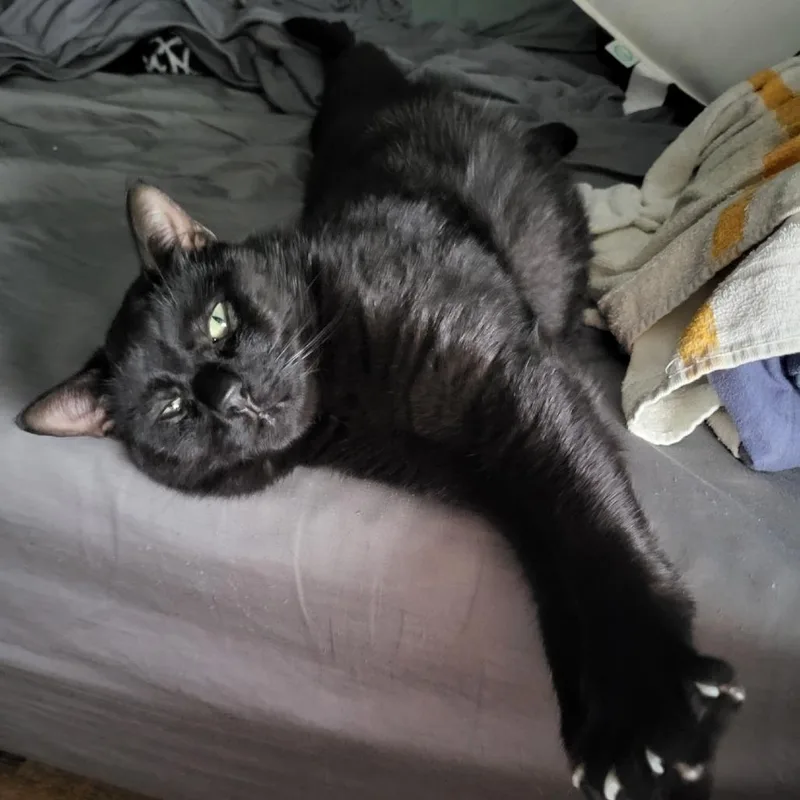Milo