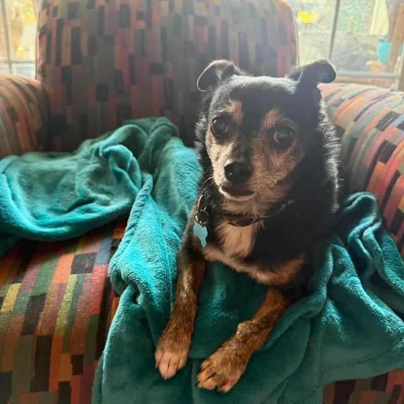 A senior small-sized male Chihuahua dog named Tico for adoption in Bend, OR