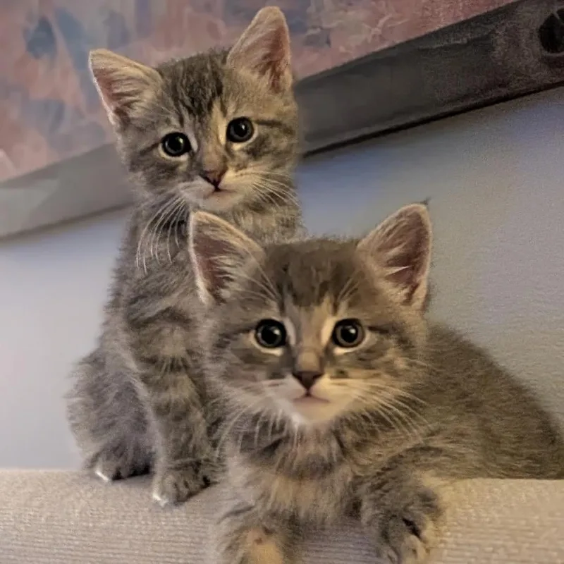 A baby small-sized male Gray / Blue / Silver Domestic Medium Hair cat named Goose Costa Mesa for adoption in Chino Hills, CA