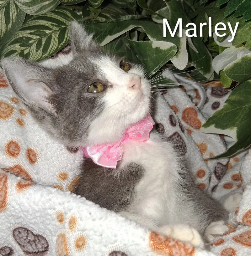A baby medium-sized female Gray & White Domestic Short Hair cat named Marley for adoption in Redondo Beach, CA