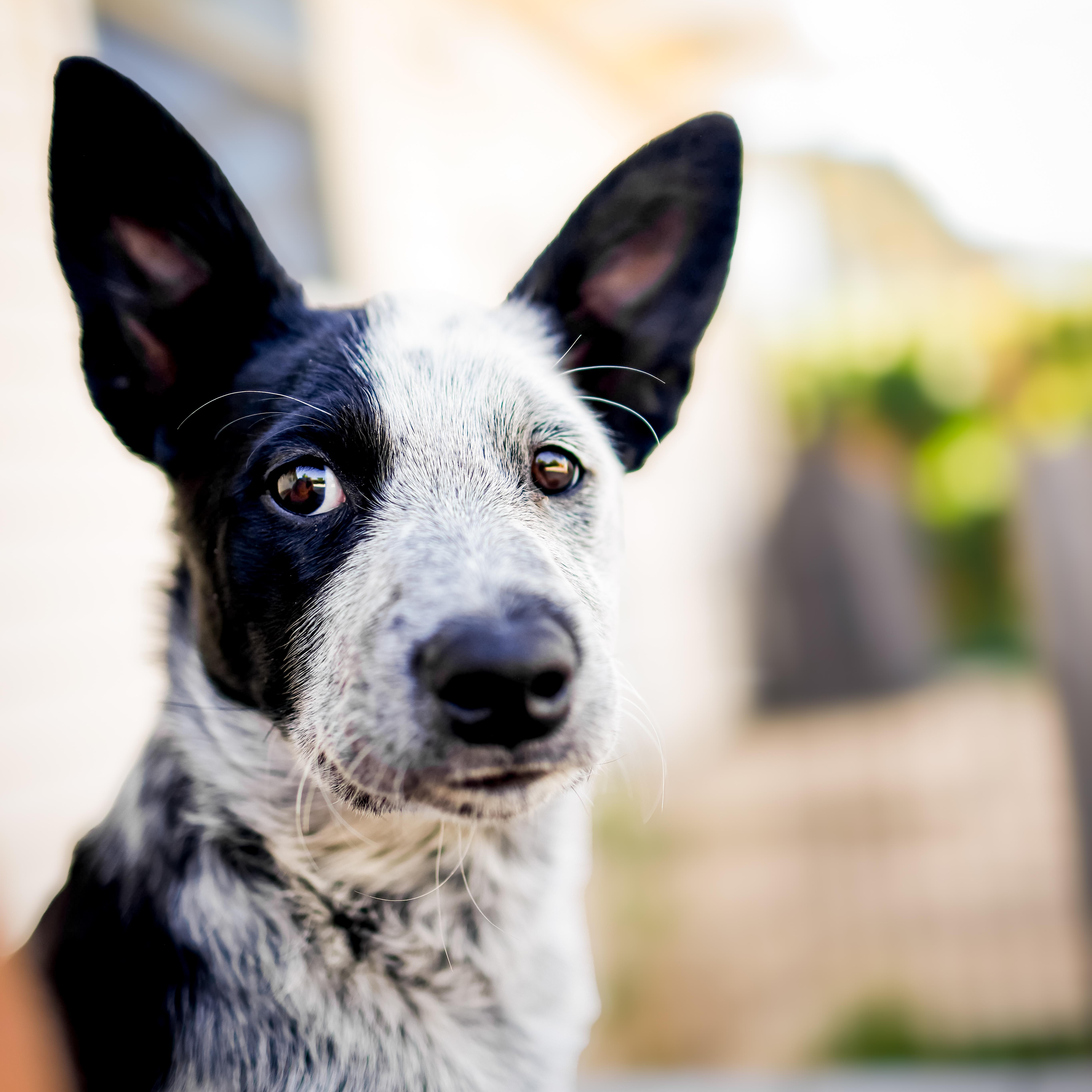 A baby medium-sized female Bicolor Border Collie dog named Bee for adoption in Glenrock, WY