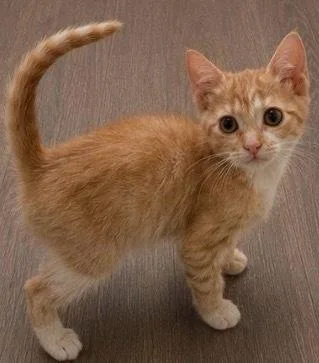 A baby small-sized male Domestic Short Hair cat named Celsius for adoption in Homer Glen, IL