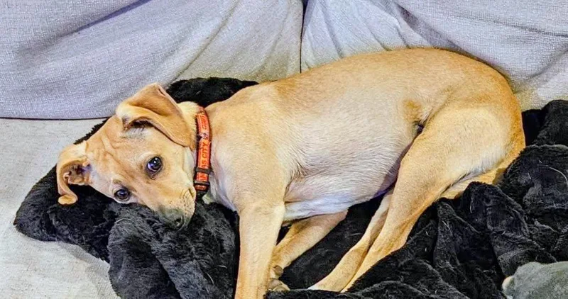 An adult small-sized male Apricot / Beige Mixed Breed dog named Andy for adoption in Bella Vista, AR