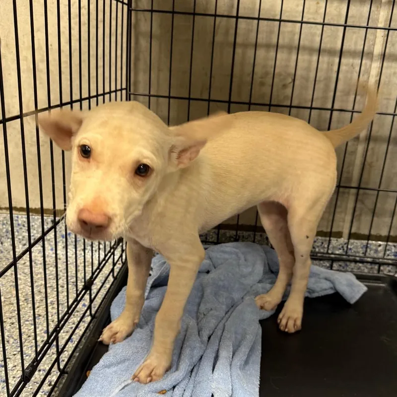 A baby small-sized female White / Cream Mixed Breed dog named Papaya for adoption in Greenville, SC