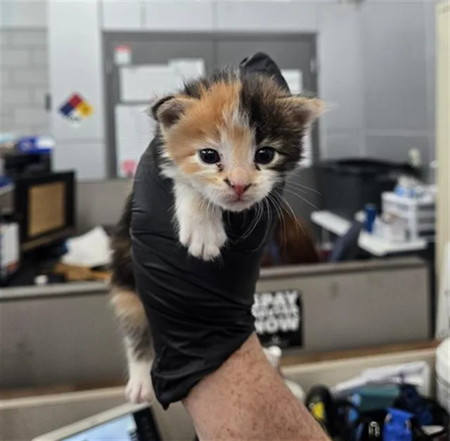 A baby medium-sized female Domestic Long Hair cat named Sunset for adoption in Dallas, TX