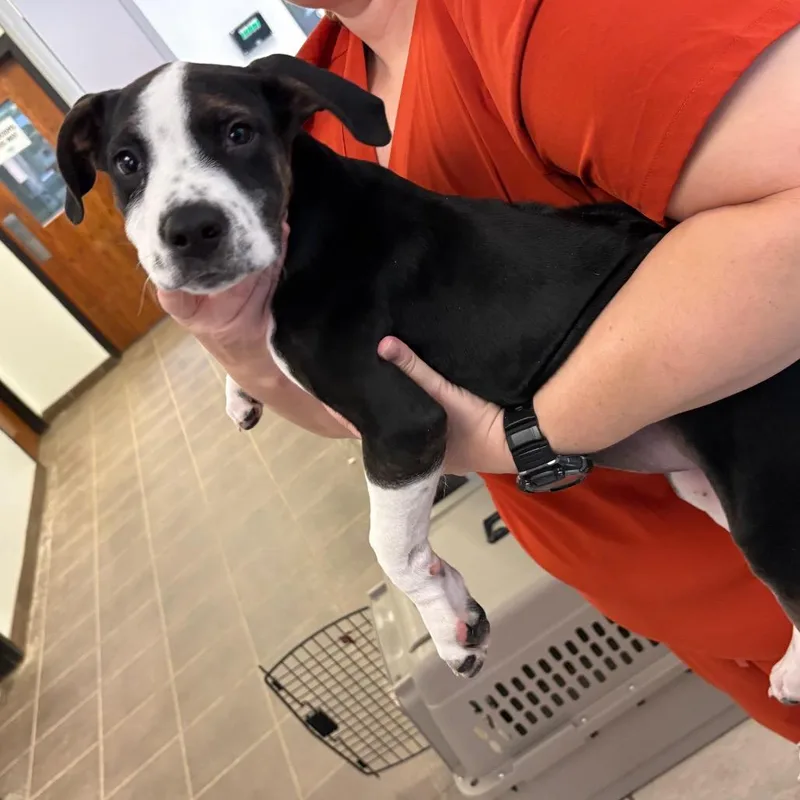 A baby medium-sized male Black Mixed Breed dog named PacMan for adoption in Columbus, GA