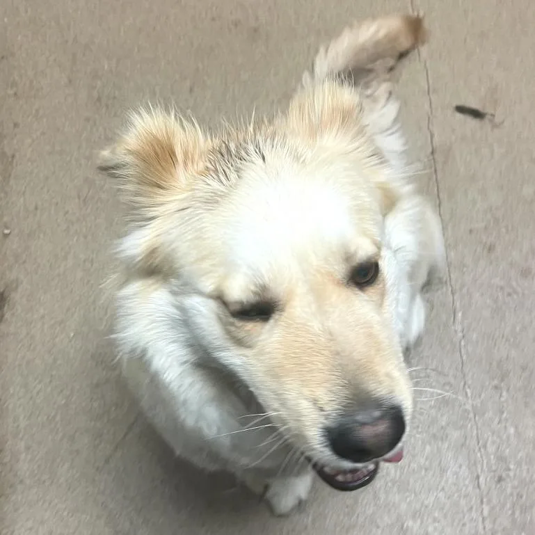 An adult medium-sized female White / Cream Mixed Breed dog named Water Chestnut for adoption in Chattanooga, TN
