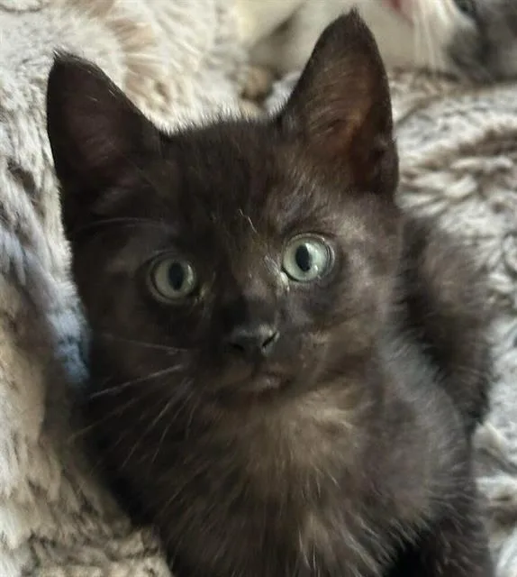 A baby small-sized male Domestic Short Hair cat named Eeny for adoption in Chula Vista, CA