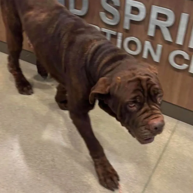 An adult extra large-sized male Red / Chestnut / Orange Mastiff dog named Gramps for adoption in Sand Springs, OK