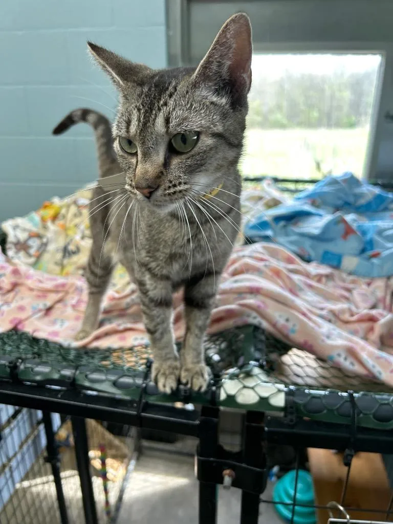 A baby large-sized female Domestic Short Hair cat named Supra for adoption in Bryan, OH