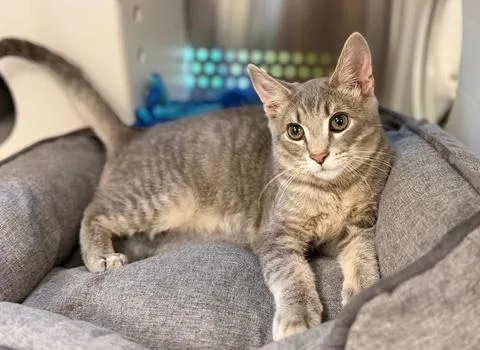 A baby medium-sized male Tabby (Gray / Blue / Silver) Domestic Short Hair cat named Sting for adoption in Nashville, TN