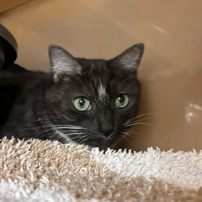 A senior medium-sized female Smoke Domestic Short Hair cat named Luna for adoption in Washington Township, OH
