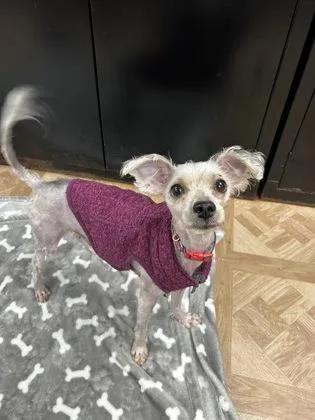 An adult small-sized male Miniature Poodle dog named Dior for adoption in Worcester, MA