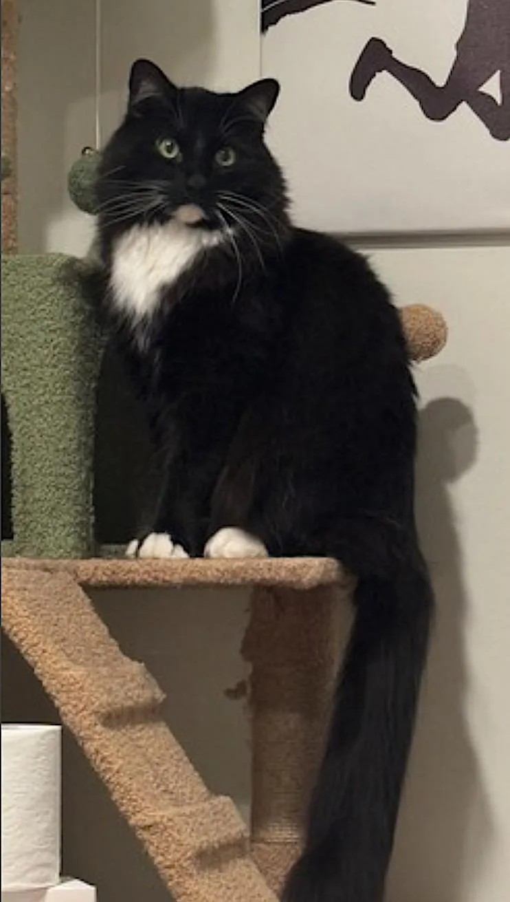 An adult large-sized male Black & White / Tuxedo Domestic Long Hair cat named Book for adoption in Amherst, MA