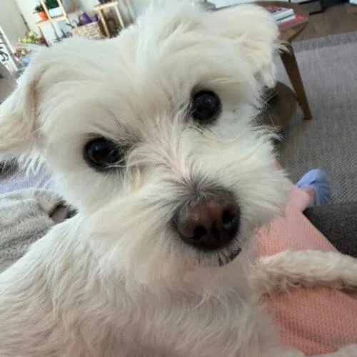 A young small-sized female Maltese dog named Paris for adoption in San Juan Capistrano, CA