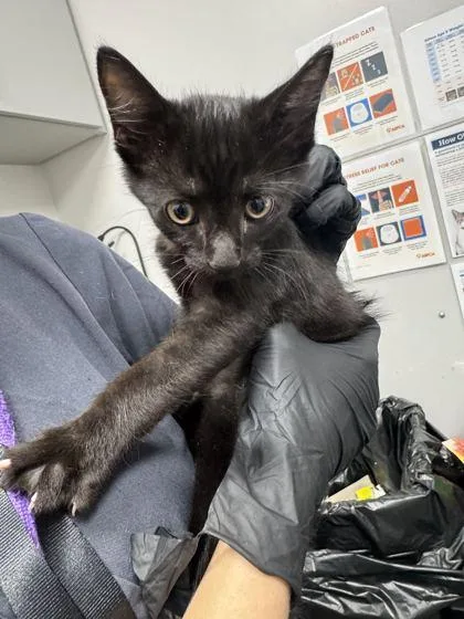 A baby small-sized male Domestic Short Hair cat named Cosmic Brownie for adoption in Sevierville, TN