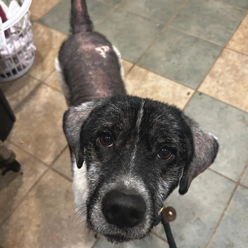 An adult medium-sized male White / Cream Mixed Breed dog named Monkfruit for adoption in Chattanooga, TN