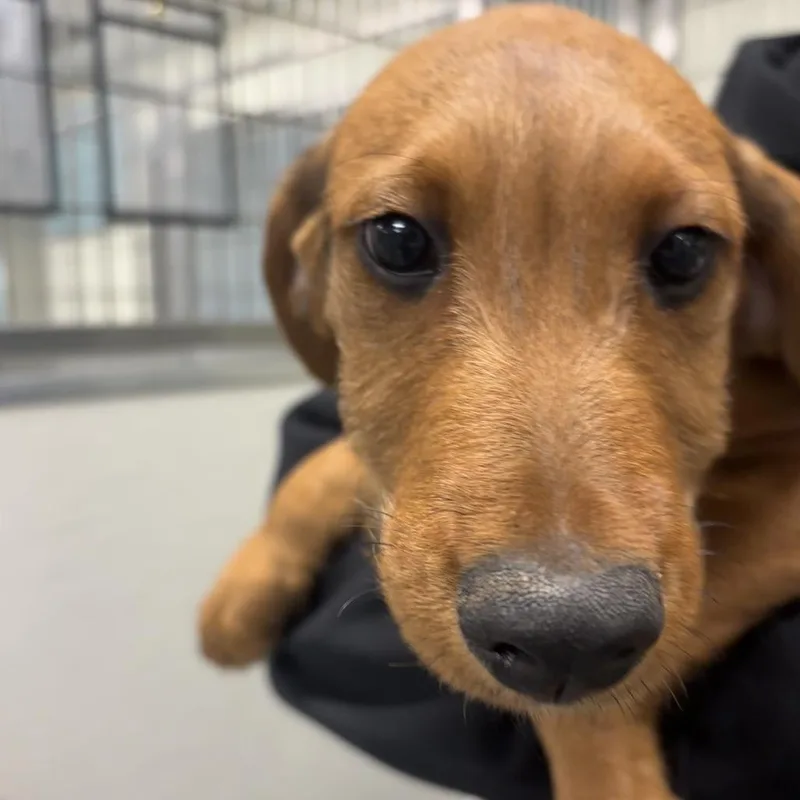 A baby small-sized male Black Airedale Terrier dog named Abe for adoption in Briarcliff Manor, NY