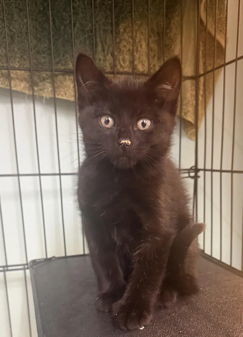 A baby medium-sized male Black Domestic Short Hair cat named Big Foot for adoption in Hudson, NY