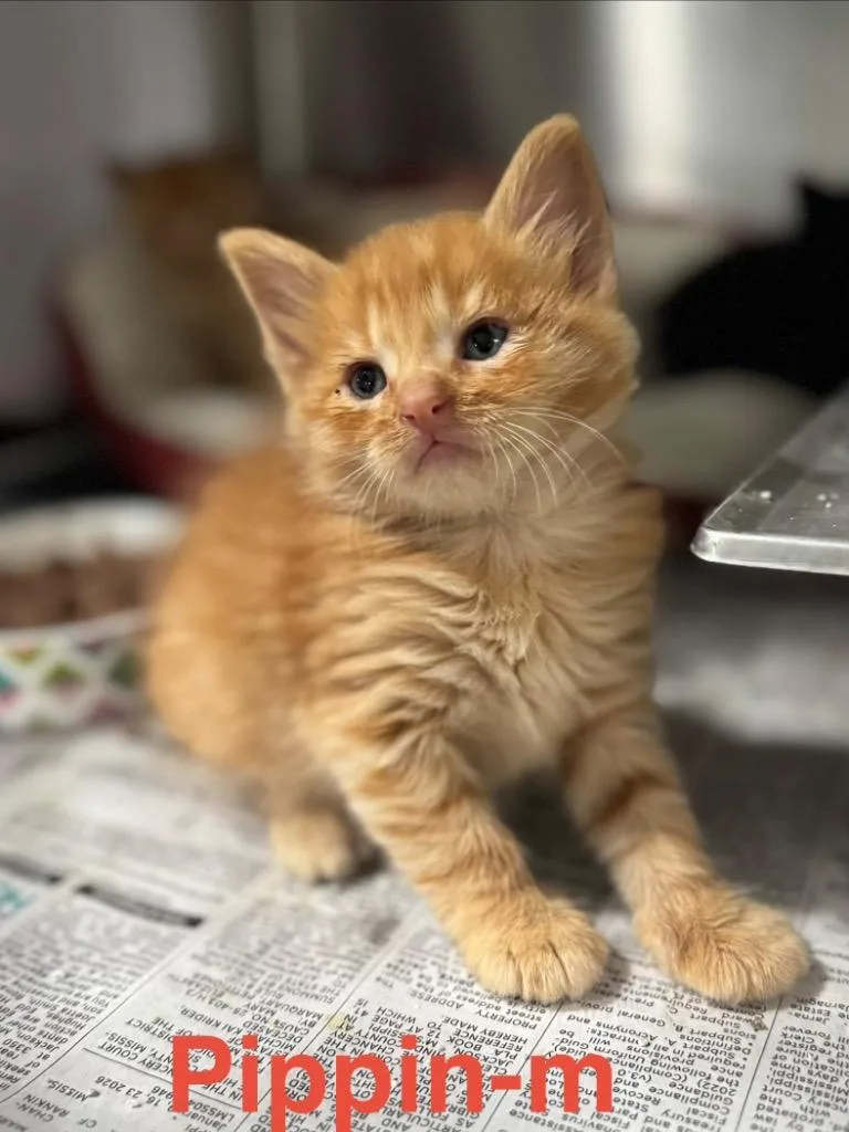 A baby small-sized male Tabby cat named Pippin for adoption in Brookhaven, MS