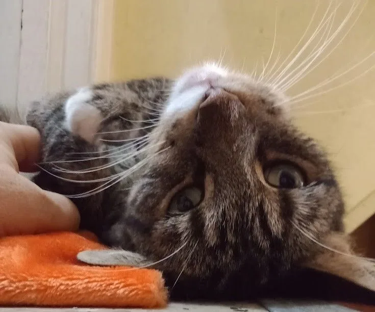 Carleton thumbnail 3