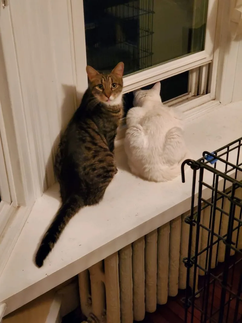 Carleton thumbnail 5