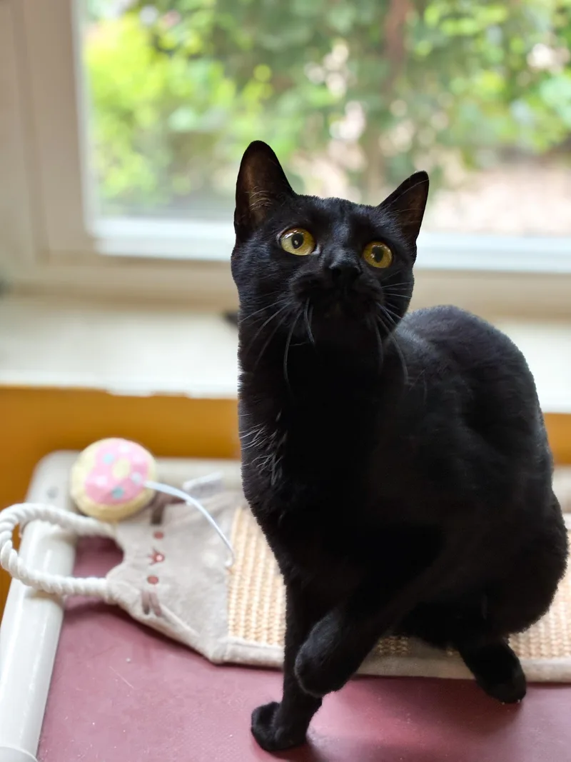 An adult medium-sized female Domestic Short Hair cat named Midnight for adoption in Norwich, NY