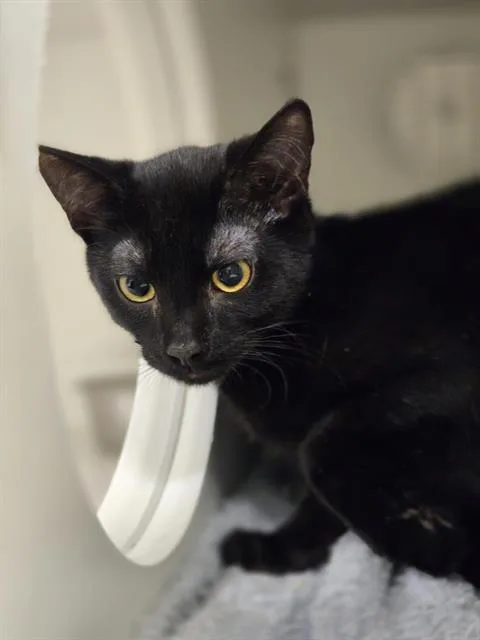 A baby medium-sized male Domestic Short Hair cat named Lance for adoption in Kent, WA