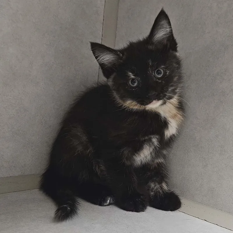 A baby medium-sized female Tortoiseshell Domestic Medium Hair cat named Millie for adoption in Wapakoneta, OH