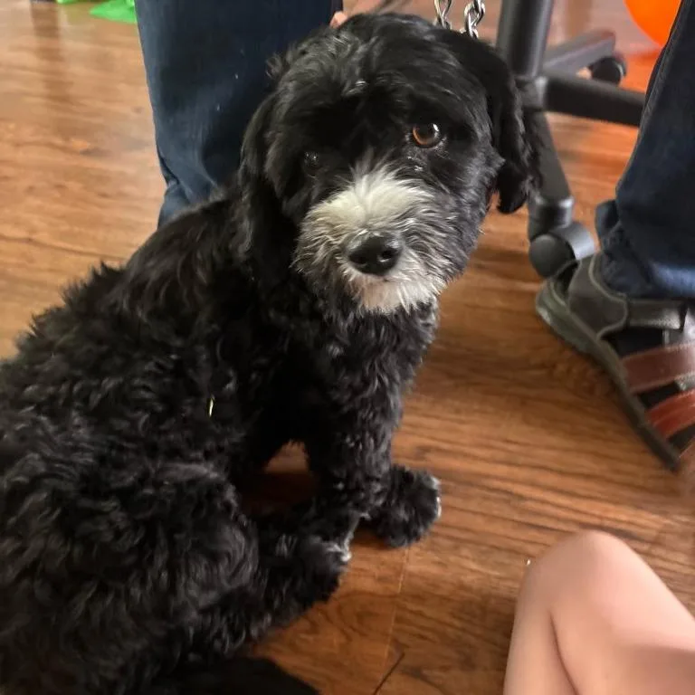 A young small-sized female Poodle dog named Hachi for adoption in Tacoma, WA