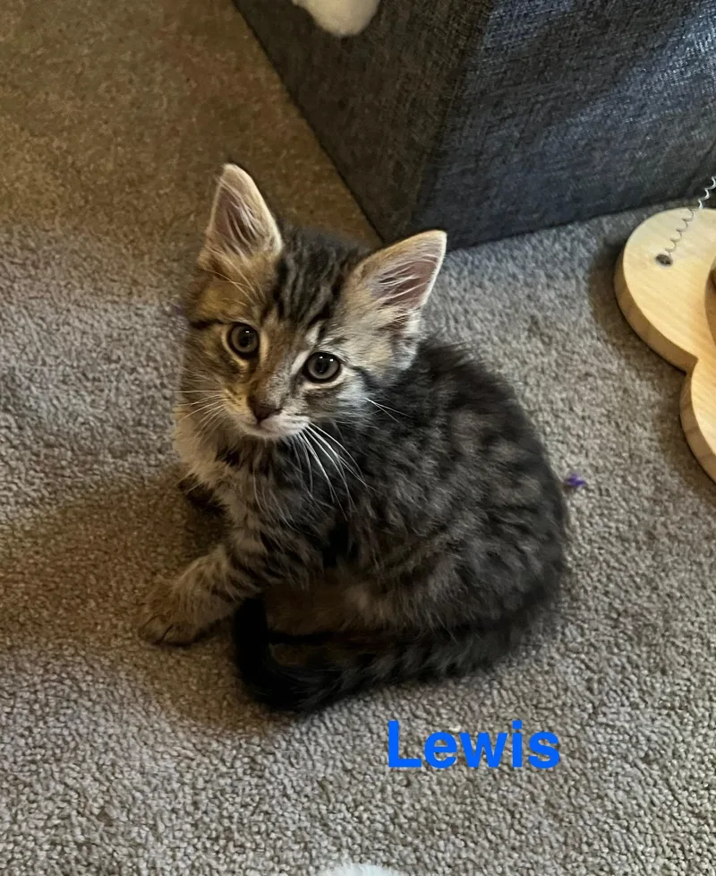 A baby medium-sized male Tabby (Buff / Tan / Fawn) Domestic Medium Hair cat named Lewis for adoption in Yardley, PA