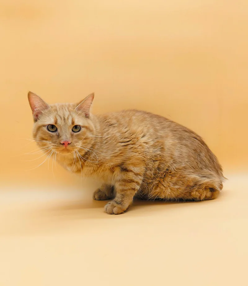 Franklin thumbnail 2