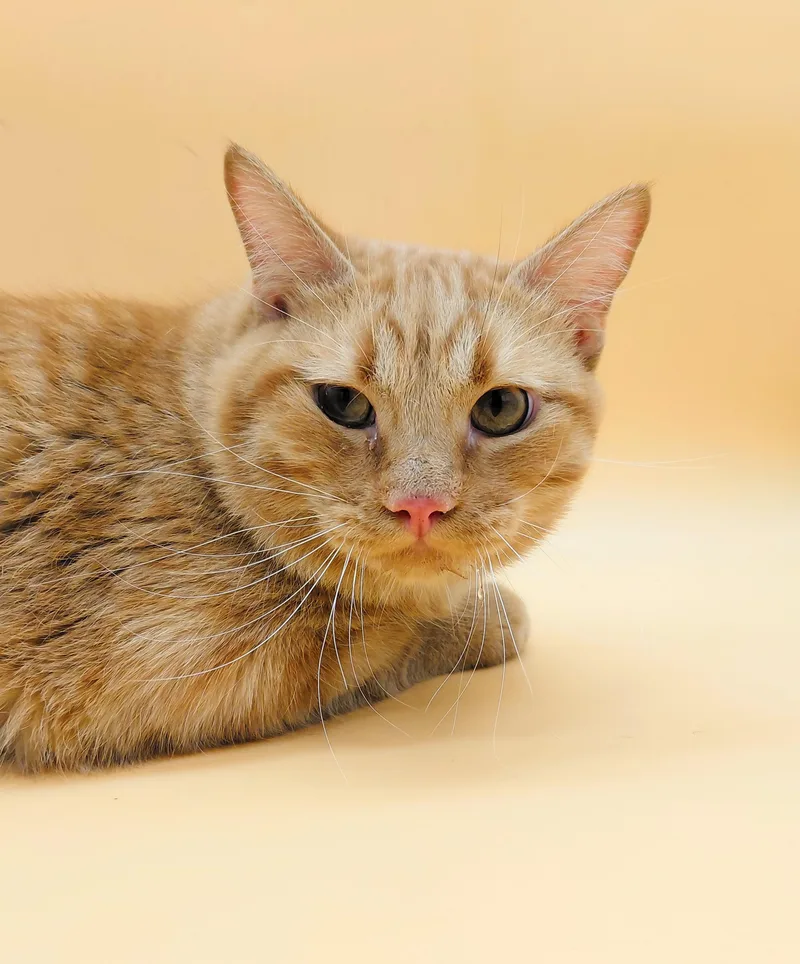 Franklin thumbnail 4