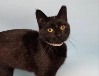 An adult small-sized female Domestic Short Hair cat named Onyx for adoption in Golden Valley, MN