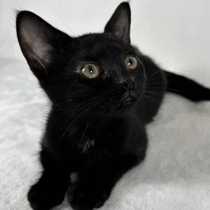 A baby small-sized female Black Domestic Short Hair cat named Jet for adoption in Johnson City, TN
